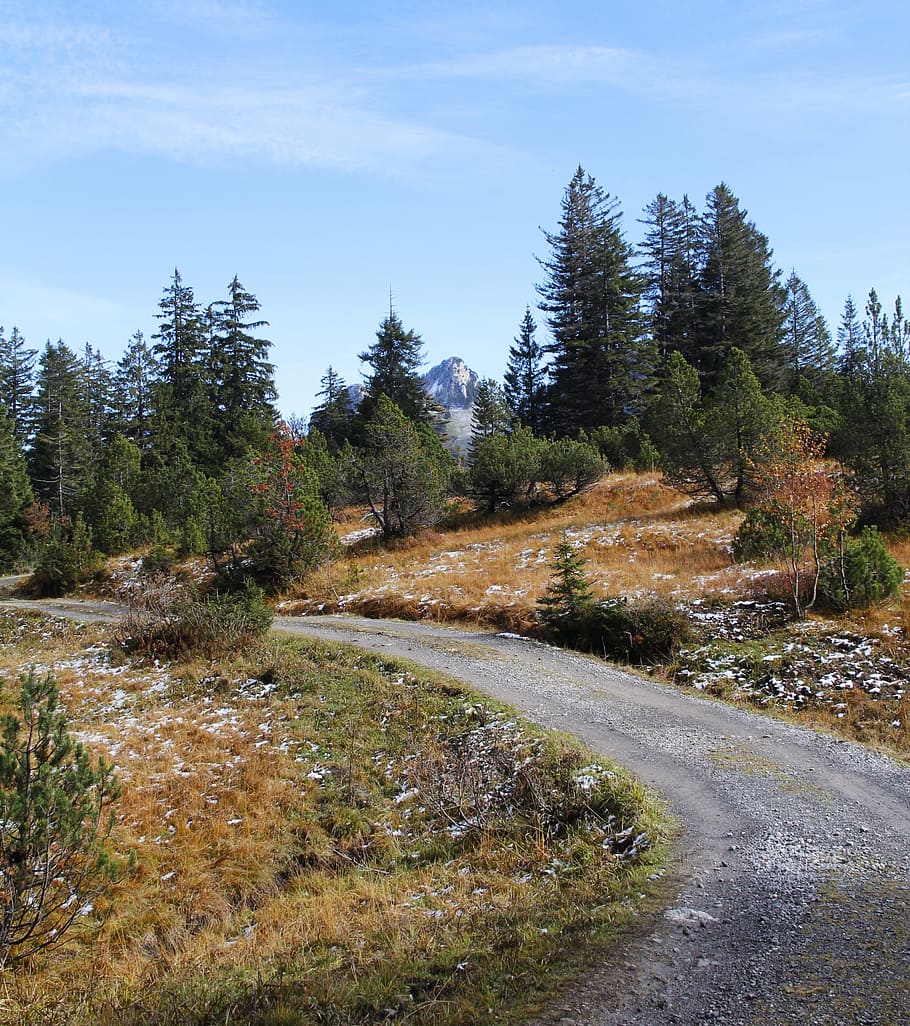 Trail, Hiking, Forest, Mountains, Fir, tree, curve, nature HD wallpaper