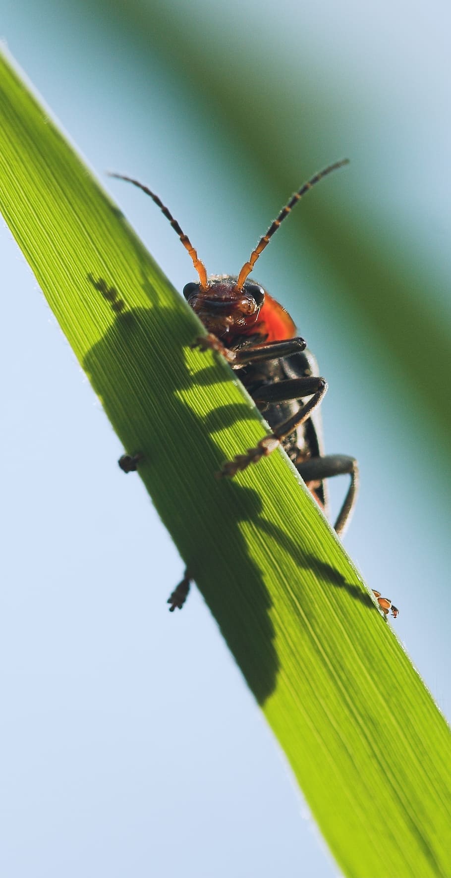 beetle, macro, insect, plant, orange, red, crawl, green, close HD wallpaper