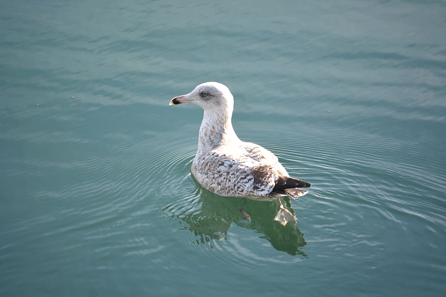 Bird, Reflections, Water, Majesty, nature, animal, lake, pond HD wallpaper
