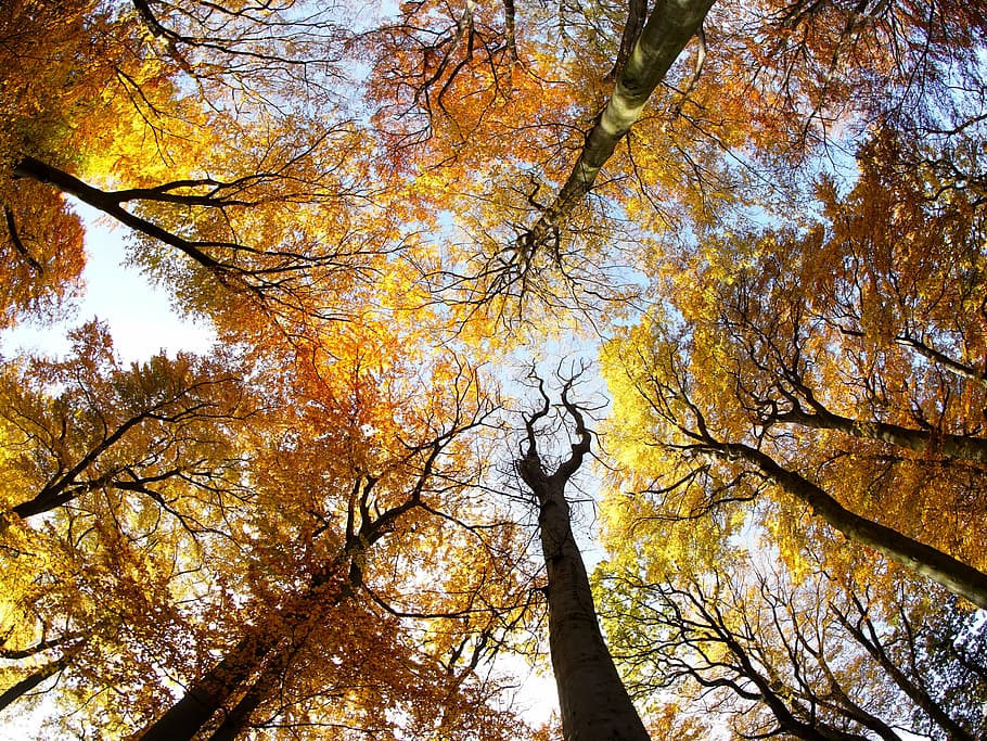 low angle photo of wilted trees, crown, foliage, sun, autumn HD wallpaper