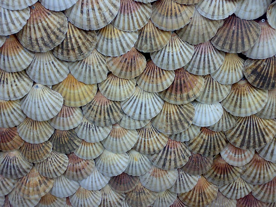 sea shell decor lot, shells, scallops, background, shellfish HD wallpaper