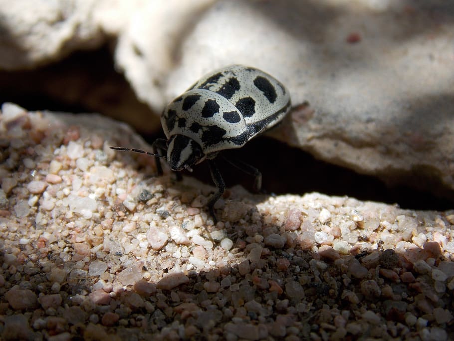 insect, beetle, bug, nature, wildlife, small, animal themes HD wallpaper