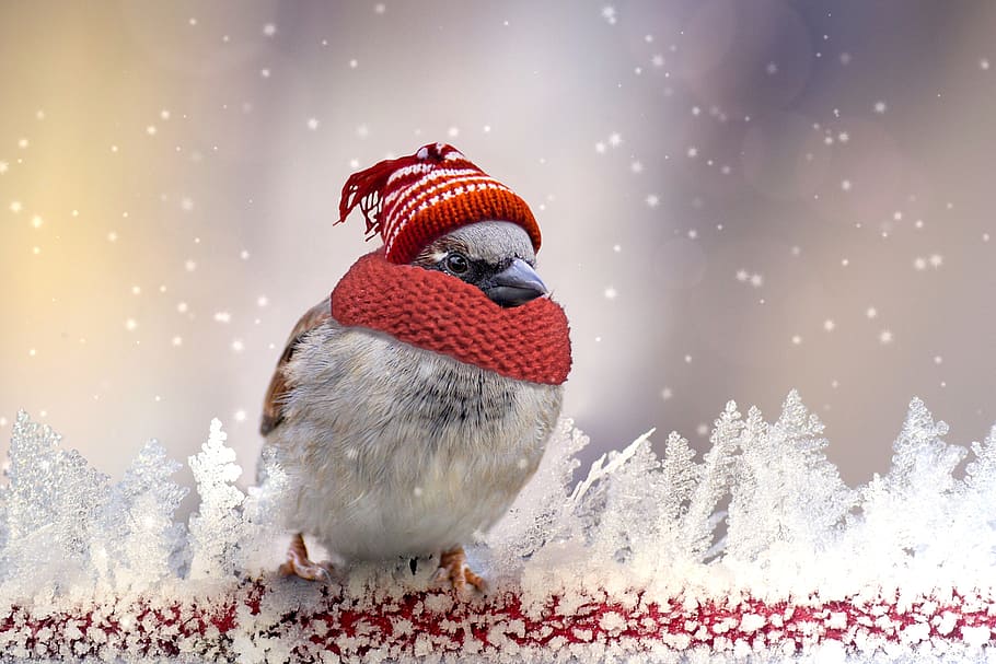 closeup photo of gray and brown bird, sparrow, winter, feather HD wallpaper
