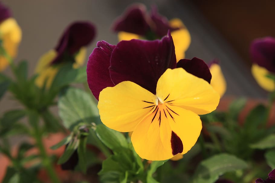 Pansy, Spring, Flower, Close, spring flower, macro, blossom HD wallpaper