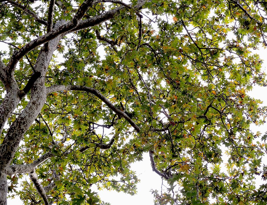 tree, green, nature, environment, forest, plant, low angle view HD wallpaper