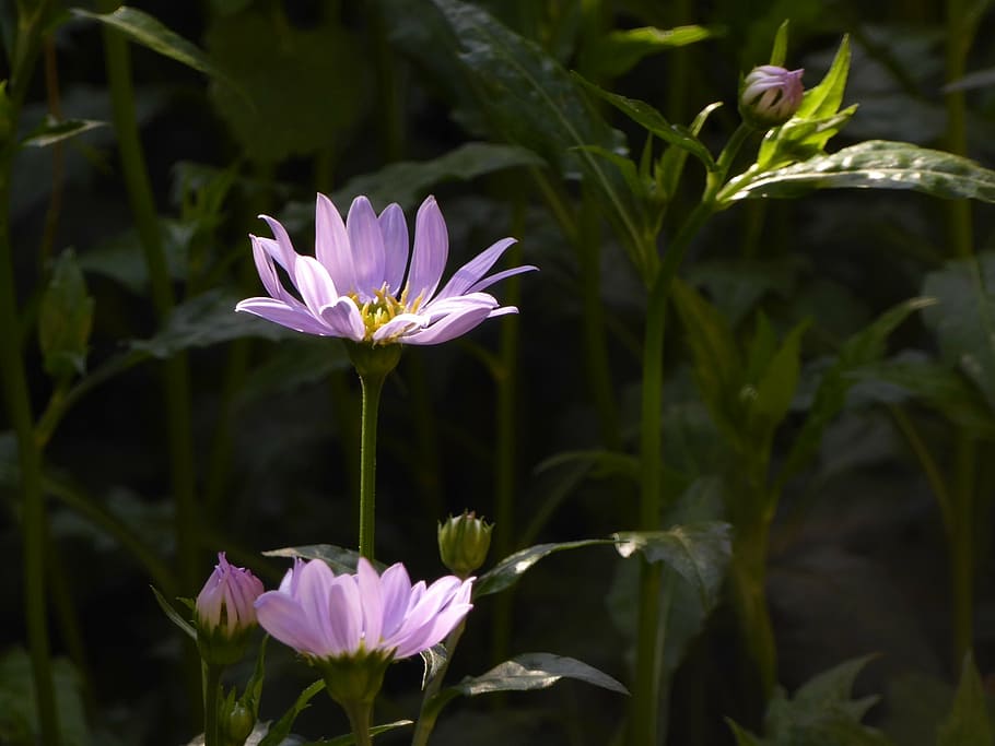 都忘 it, light, spring, nature, plant, flower, petal, summer HD wallpaper