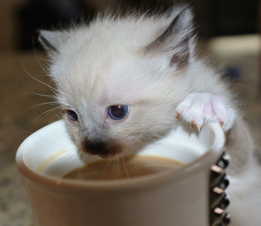 white kitten beside white ceramic mug, coffee, cat, pet, domestic animals HD wallpaper
