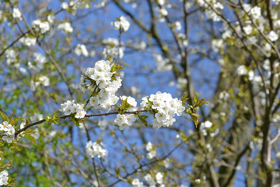 Spring, Bloom, Flowers, Tree, White, nature, branch, growth HD wallpaper