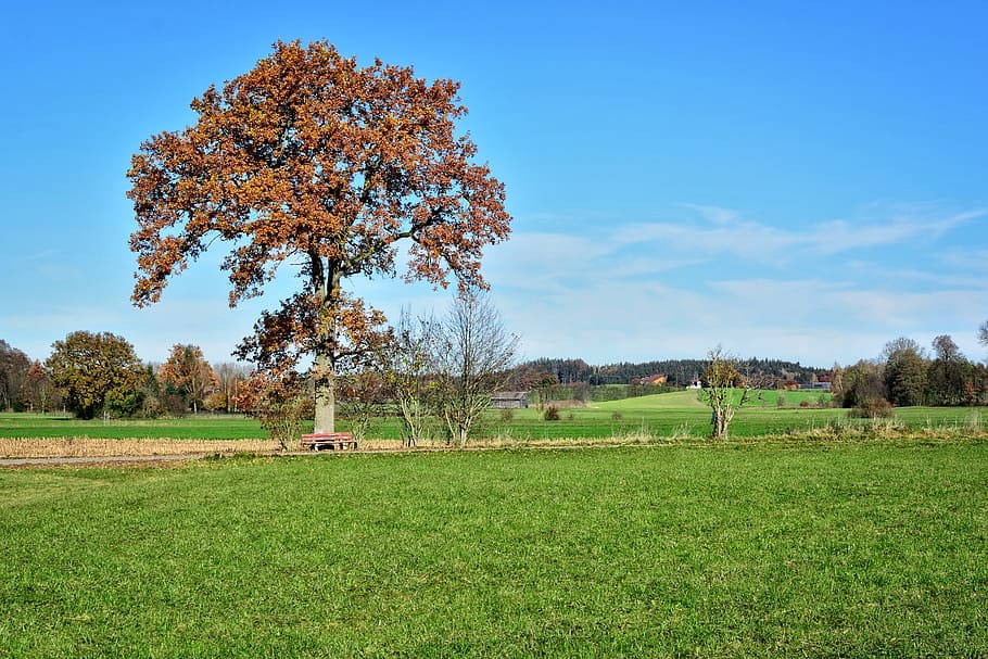 tree, individually, autumn, leaves, sky, landscape, mood, autumn colours HD wallpaper
