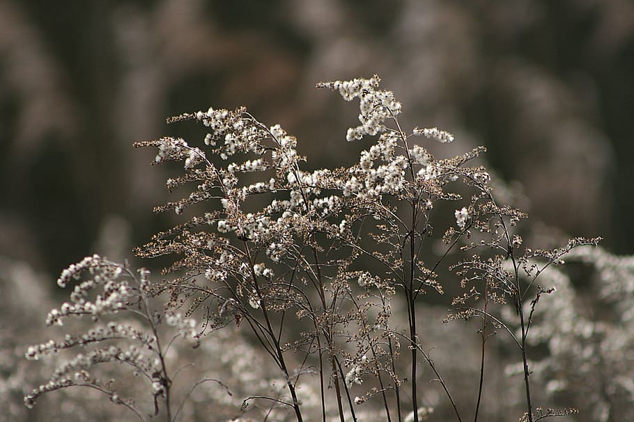 Seasons plant