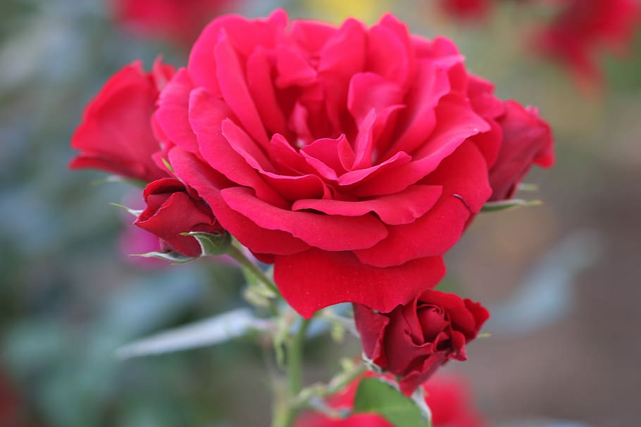 Nature, Flower, Macro, Close, rose, garden, red rose, beautiful HD wallpaper