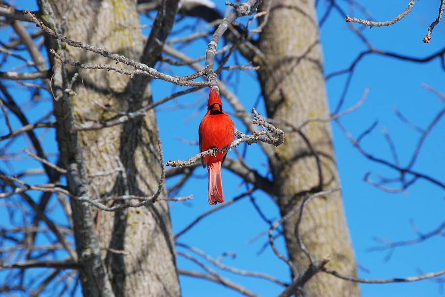 cardinal, red, tree, bird, nature, male, branch, beak, wild HD wallpaper
