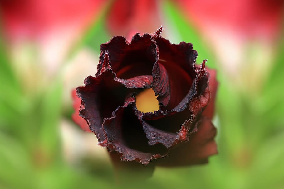 flower, close up, macro, bloom, color, blossom, red, flowering plant HD wallpaper