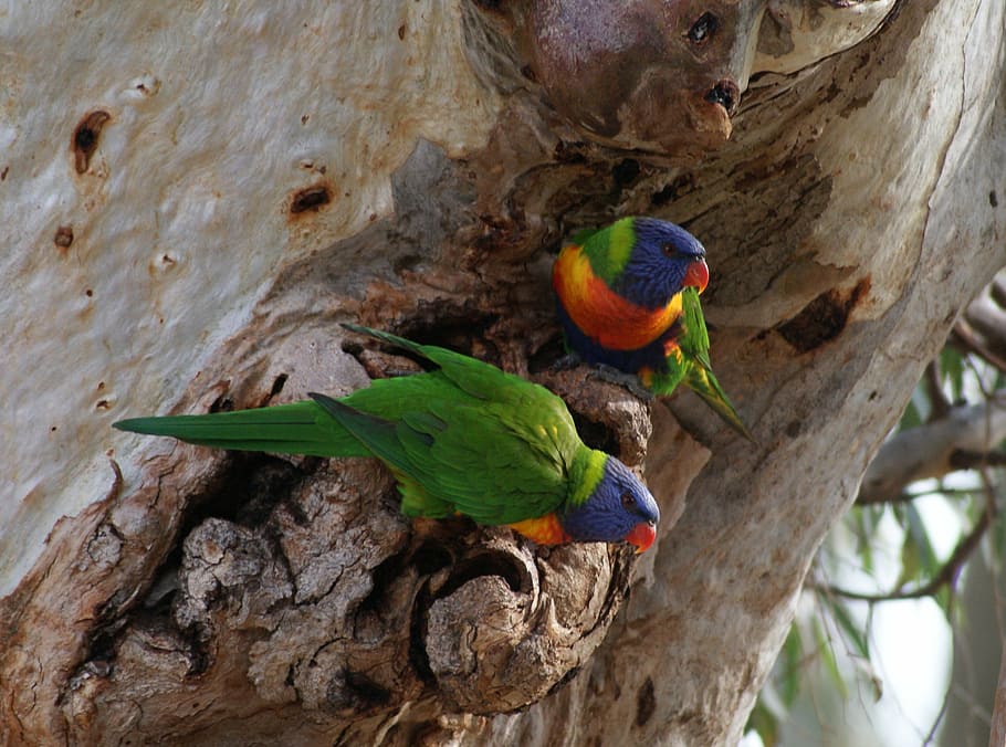 parrots, pair, gumtree, bird, animal, nature, wildlife, multi Colored HD wallpaper