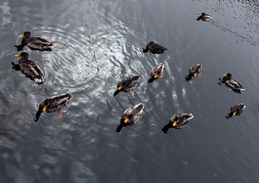 Ducks, Reflection, Water, River, Animals, birds, autumn, surface HD wallpaper
