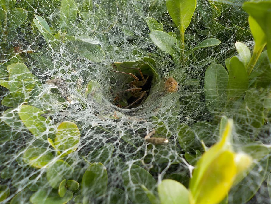 Spider, Garden, Cobweb, Nature, Leaf, animal, close-up, fragility HD wallpaper