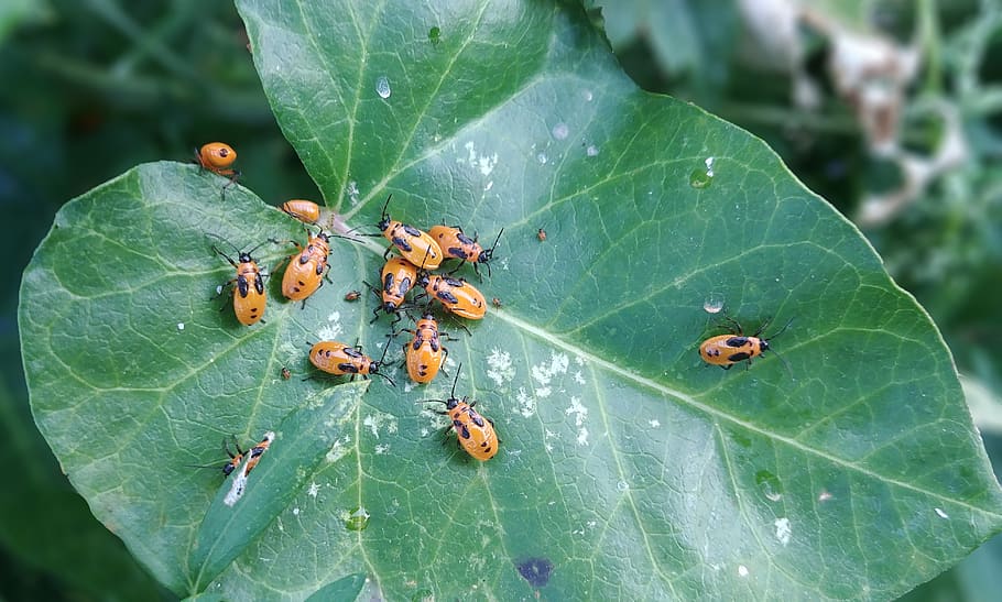bug, insects, mites, macro, beetle, sign in help, cuteness HD wallpaper