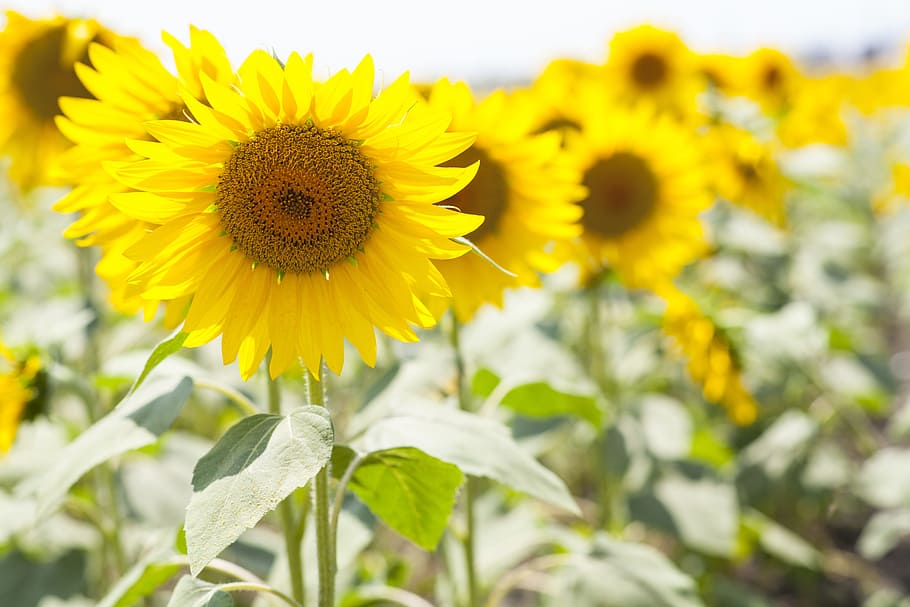yellow sunflower field, beautiful, macro, nature, spring flowers HD wallpaper