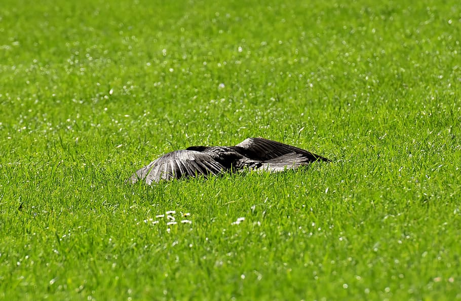crow, sun, rest, wing, spread, raven bird, black, nature, bill HD wallpaper