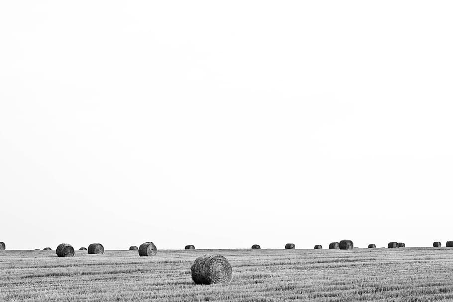 grayscale photo of hay, grayscale photography of hay, gray scale HD wallpaper