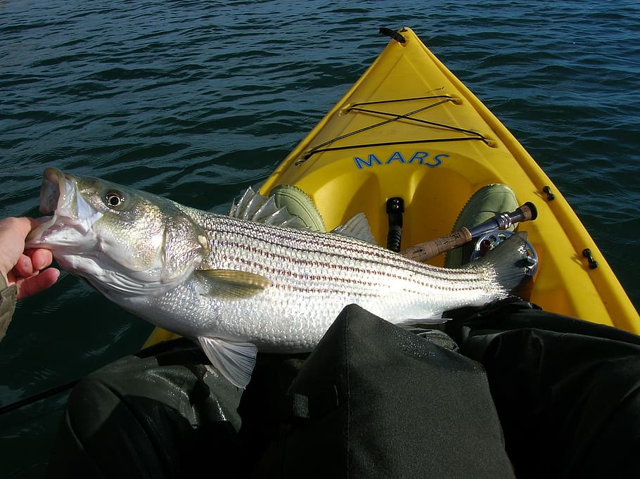 person on kayak caught fish, fishing, striped bass, fisher, water