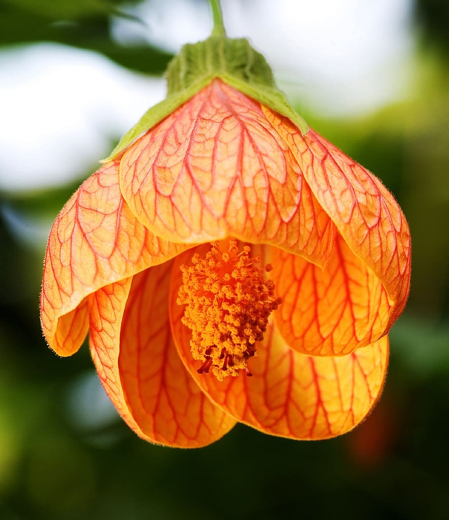 orange Chinese lantern flower closeup photography, abutilon striatum