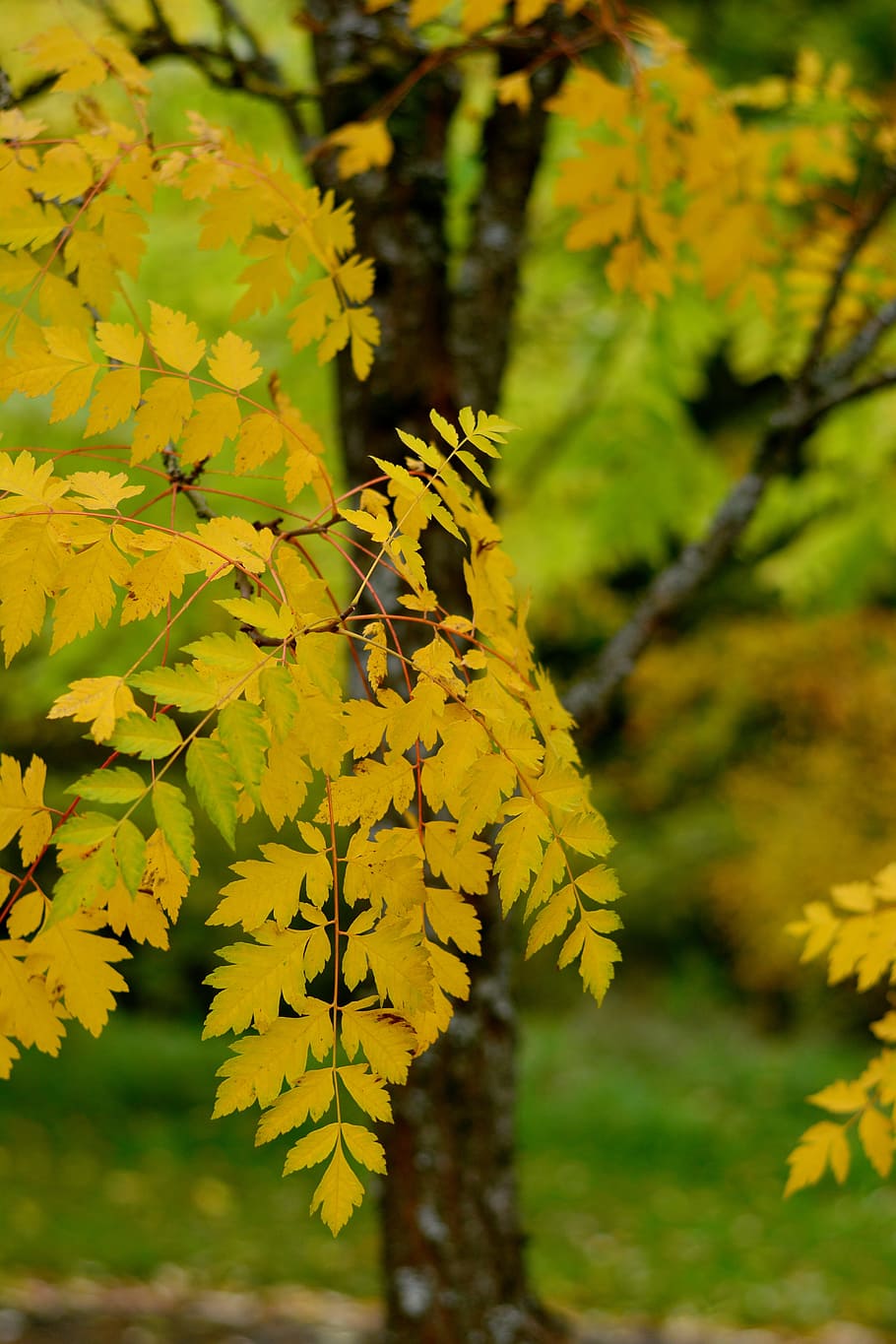 tree, leaves, fall leaves, fall foliage, golden autumn, yellow leaves HD wallpaper