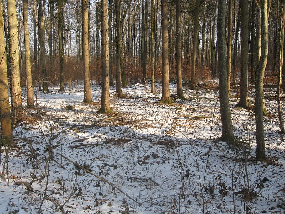 forest, winter, snow, nature, tree, woodland, landscape, outdoors HD wallpaper