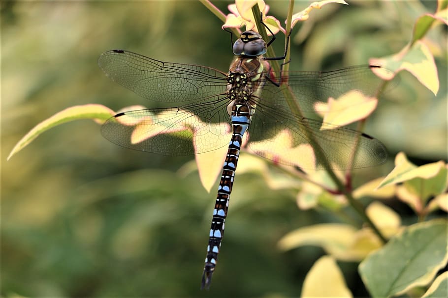 dragonfly, insect, animal, animal themes, animals in the wild HD wallpaper