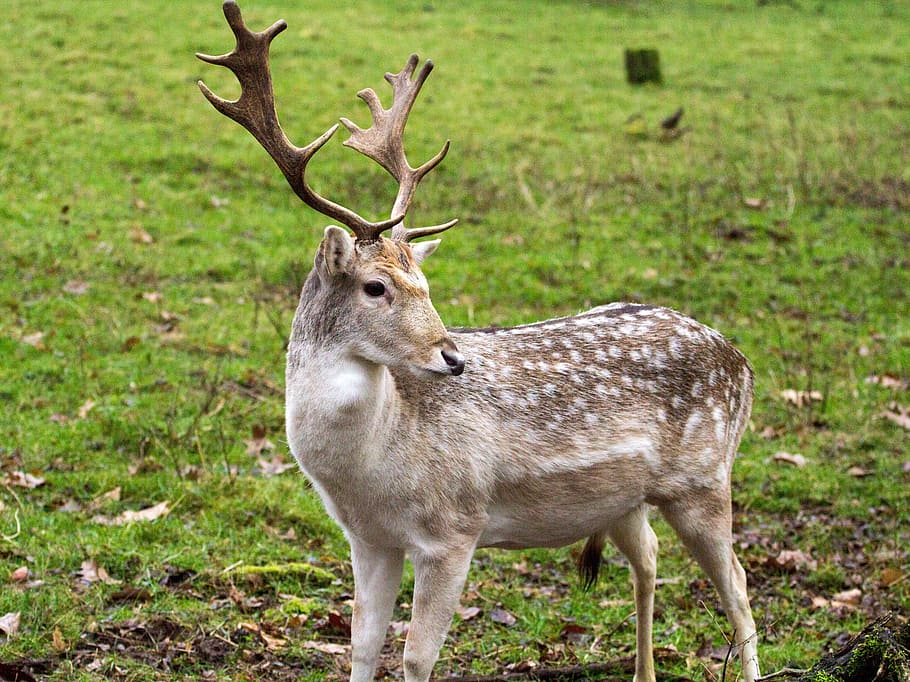 fallow deer, hirsch, forest, animal, animal themes, animal wildlife HD wallpaper