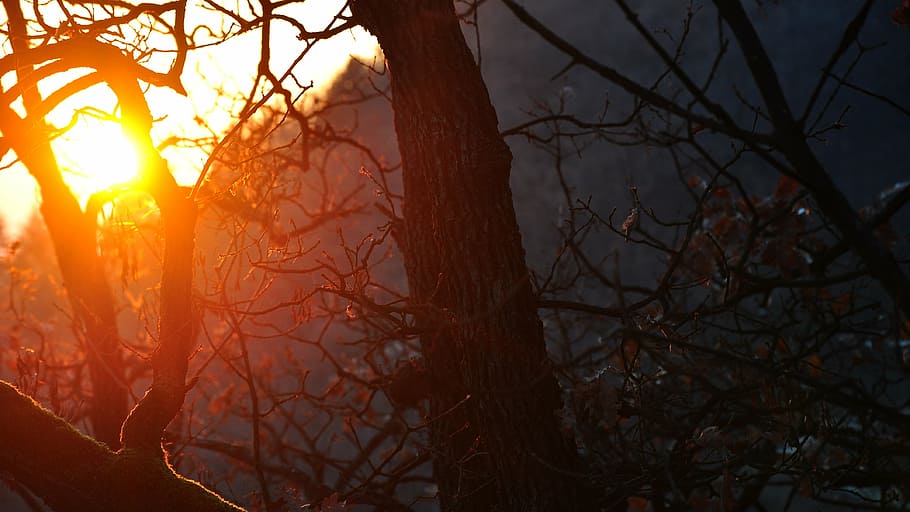 red leafed tree, sunset, night lights, nightfall, nature, forest HD wallpaper
