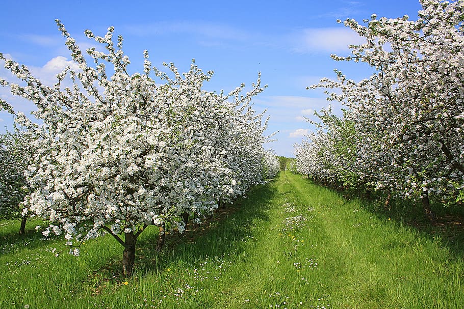 white flowers field on green grass field under blue sky, apfelbluehte HD wallpaper