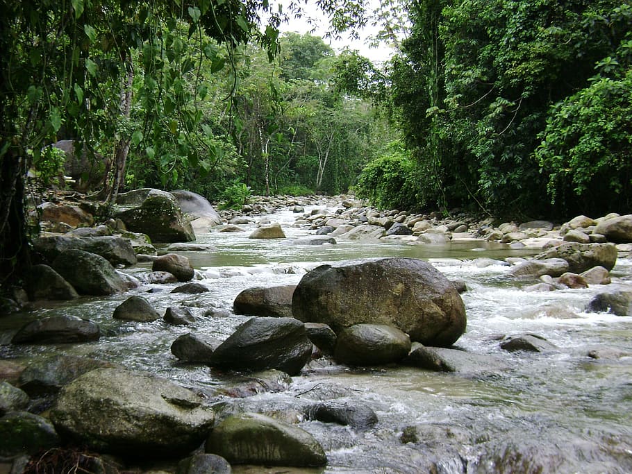 river, current, nature, rock, tree, plant, solid, rock - object HD wallpaper
