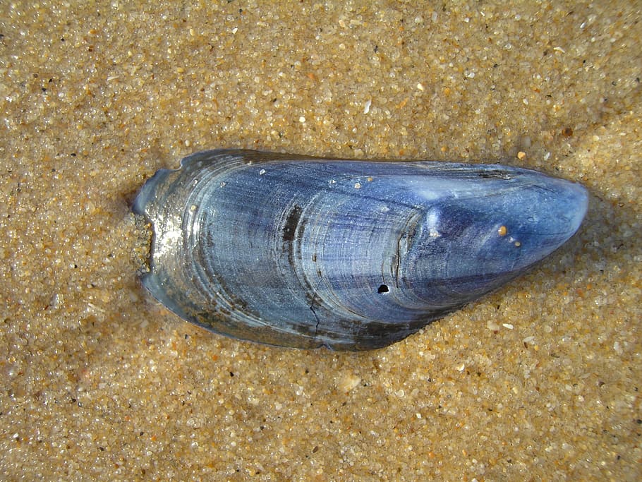 shell, mussel, beach, blue, sand, summer, flotsam, seashell HD wallpaper