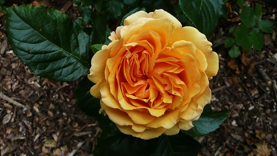orange, roses, flower, floral, fleurs, plant, green, leaves HD wallpaper