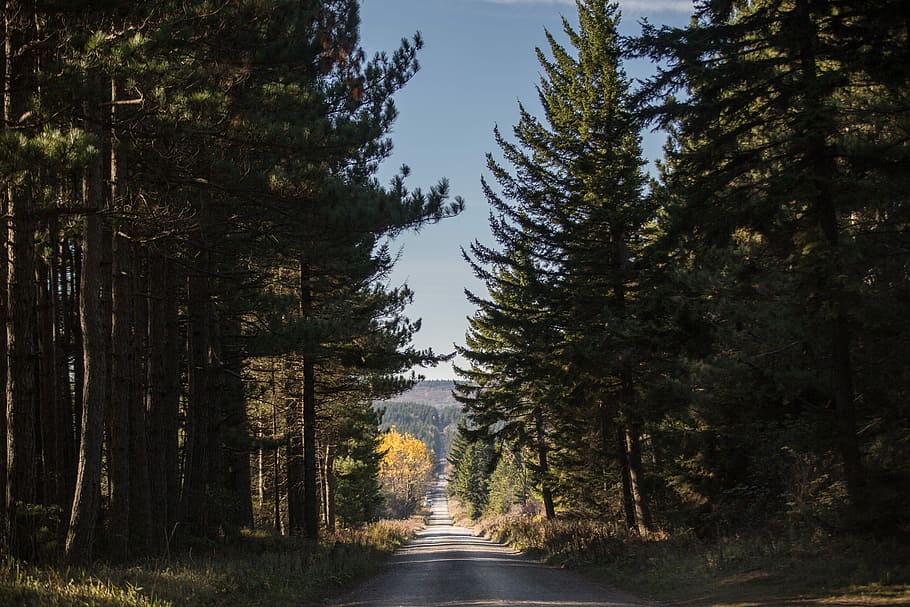 lost in wildness, green tall trees between road, sky, path, forest HD wallpaper