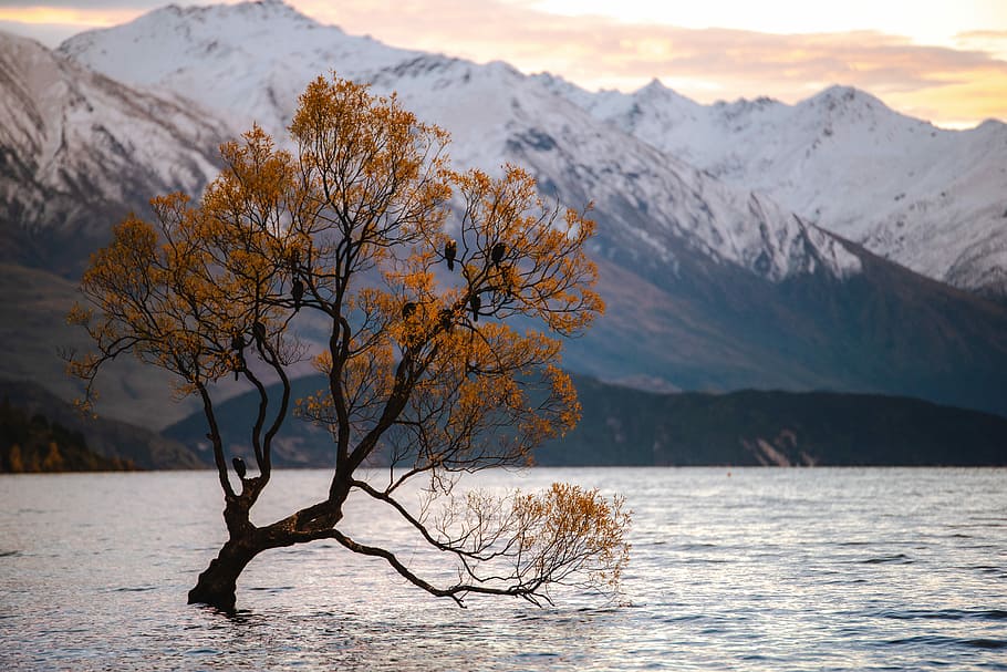 yellow leaf tree in body of water with mountain view during daytime, photography of brown leafed tree surrounded by lake HD wallpaper