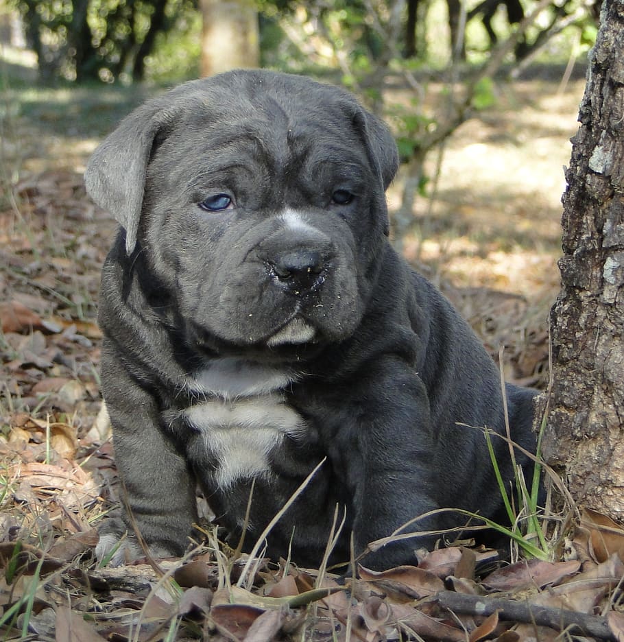 blue and white American bully puppy, dog, pet, canine, bulldog