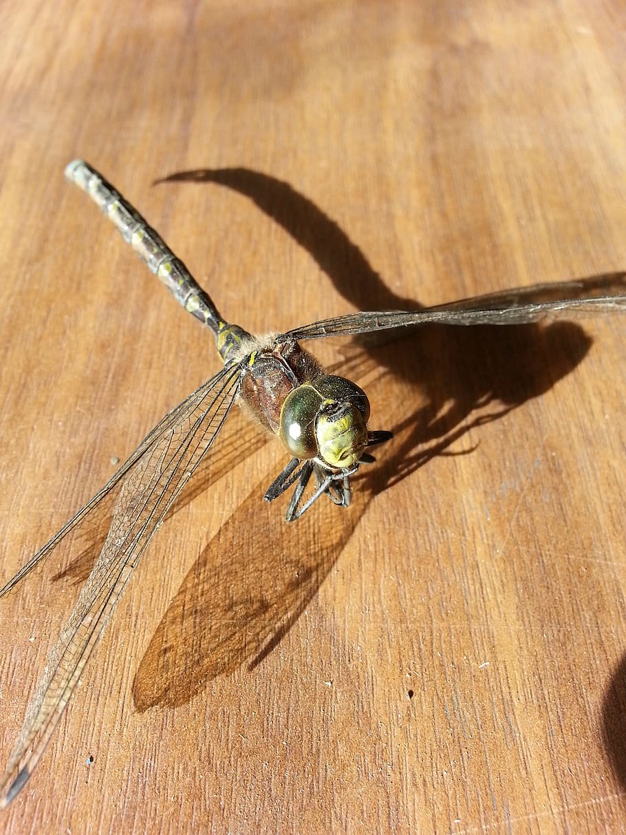 Dragonfly, Insect, Bug, Wing, Wildlife, wings, pest, antenna HD wallpaper