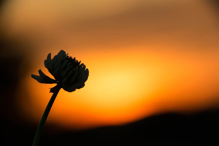 klee, sunset, sky, nature, afterglow, abendstimmung, mood, dusk HD wallpaper