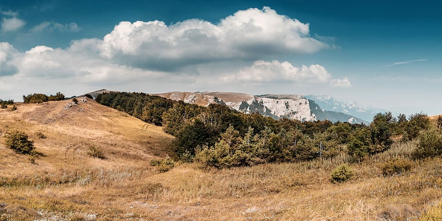 green leafed tree near mountain, brown grass, cloud, forest, rock HD wallpaper