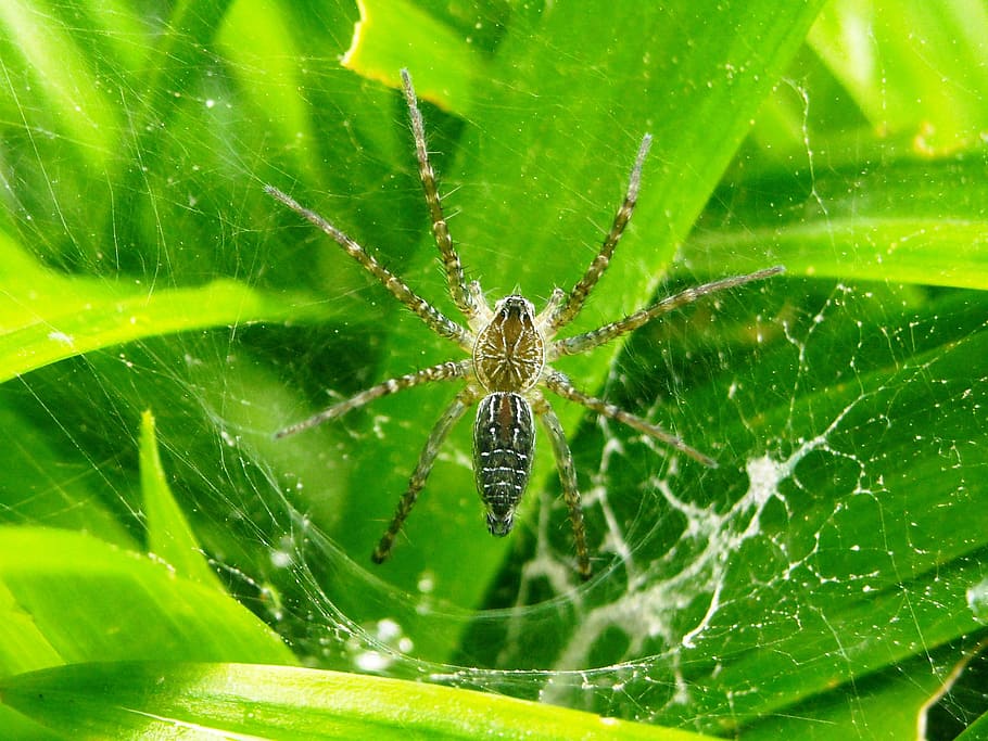 Spider, Leaf, Pandan, green, green color, one animal, insect HD wallpaper