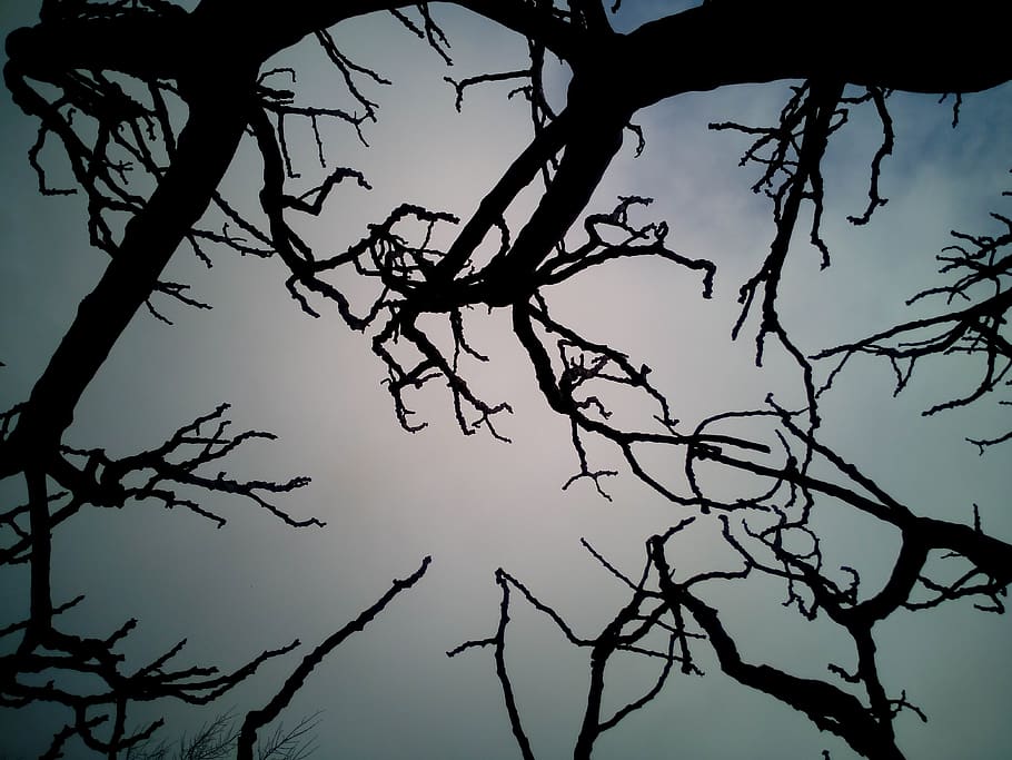sky, branches, dry, trees, winter, blue, nature, landscape HD wallpaper