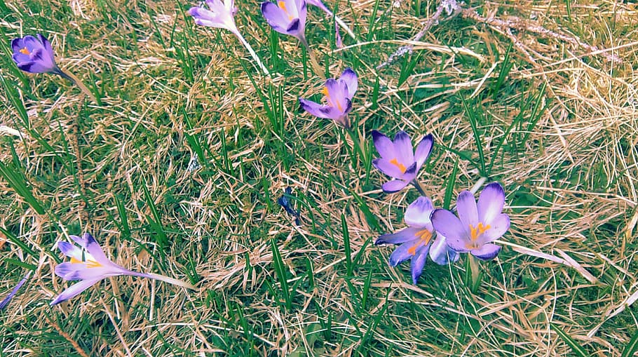 crocus, april, chochołowska valley, nature, plant, flower HD wallpaper