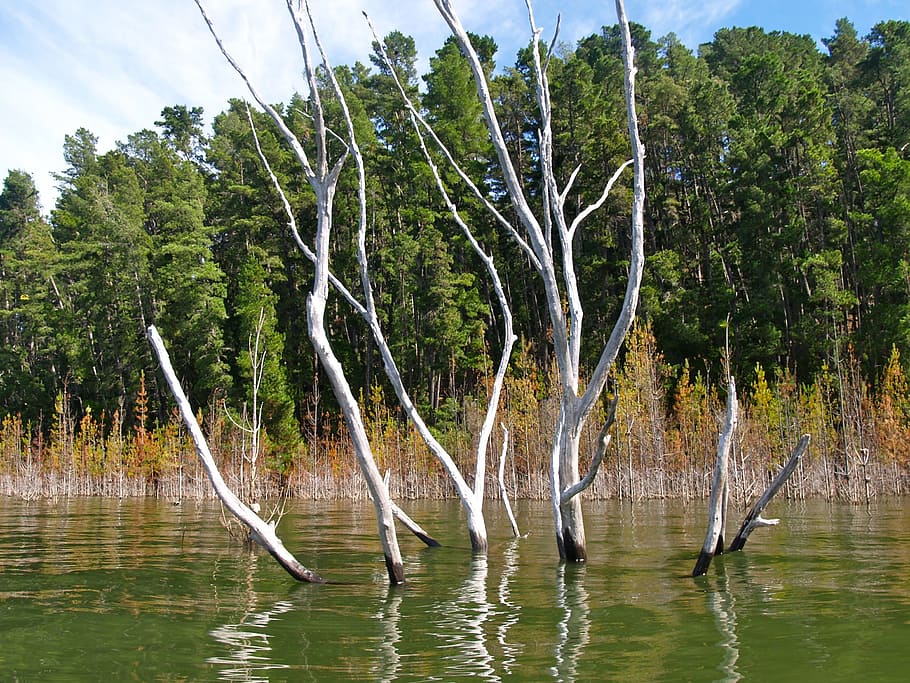 Lake, Eildon, Flood, Tree, Environment, water, national park HD wallpaper