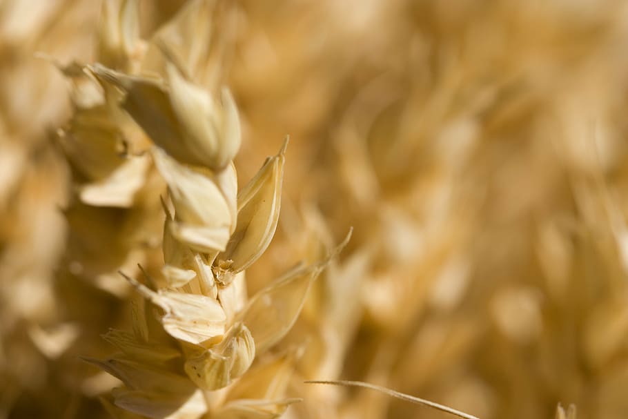 macro photography of brown wheat, agriculture, bread, bright HD wallpaper