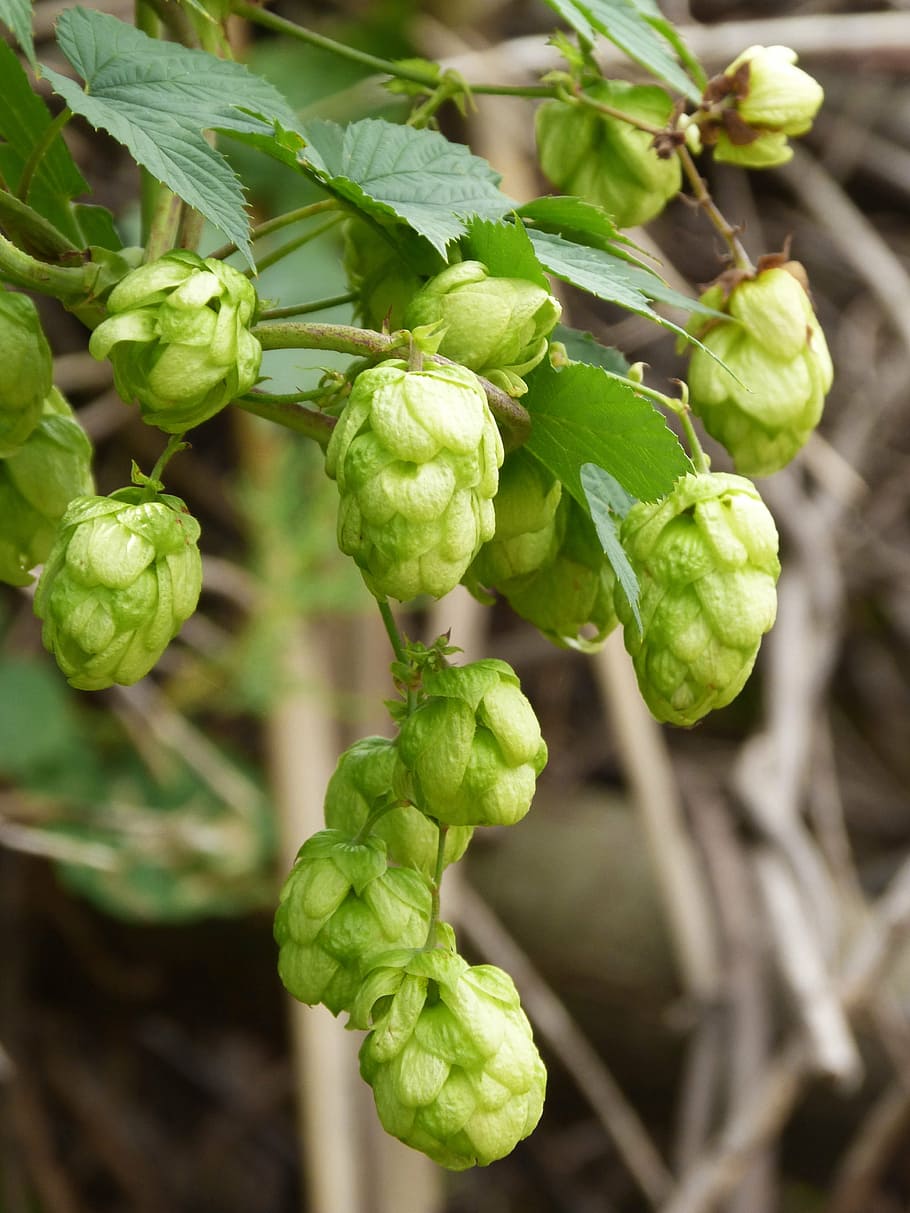 macro photography of green leafed flower, hop, beer, vegetable HD wallpaper