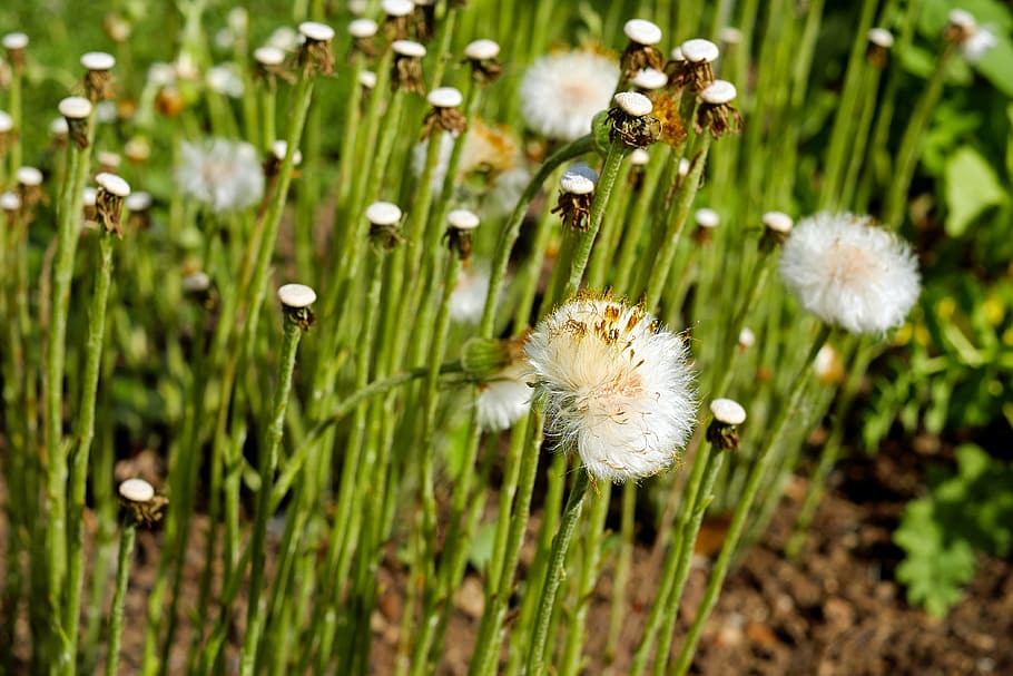 Tussilago 1080P, 2K, 4K, 5K HD wallpapers free download | Wallpaper Flare