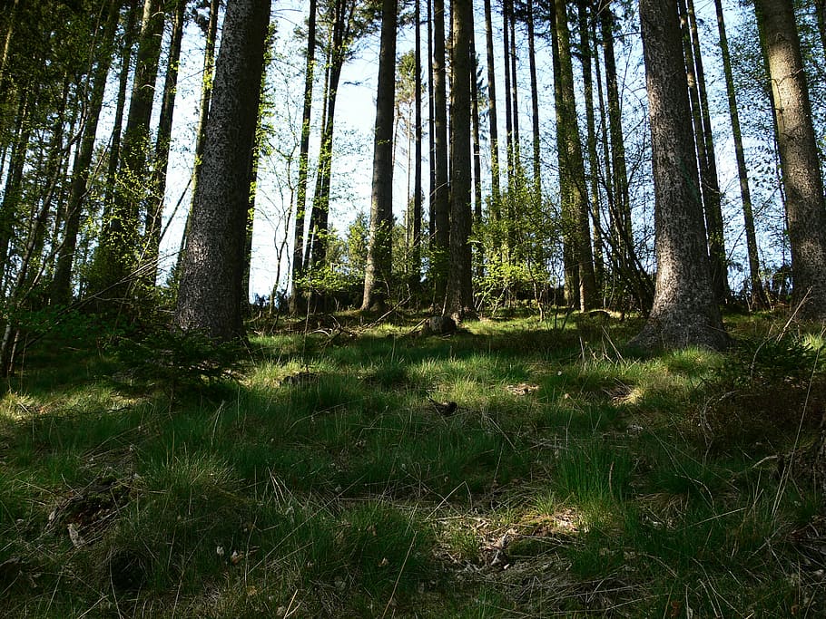 forest, log, forest floor, sun, shadow, summer, wood, tree HD wallpaper
