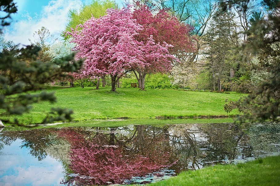 HD wallpaper: pink cherry blossom trees, spring, pink flowers, pink ...